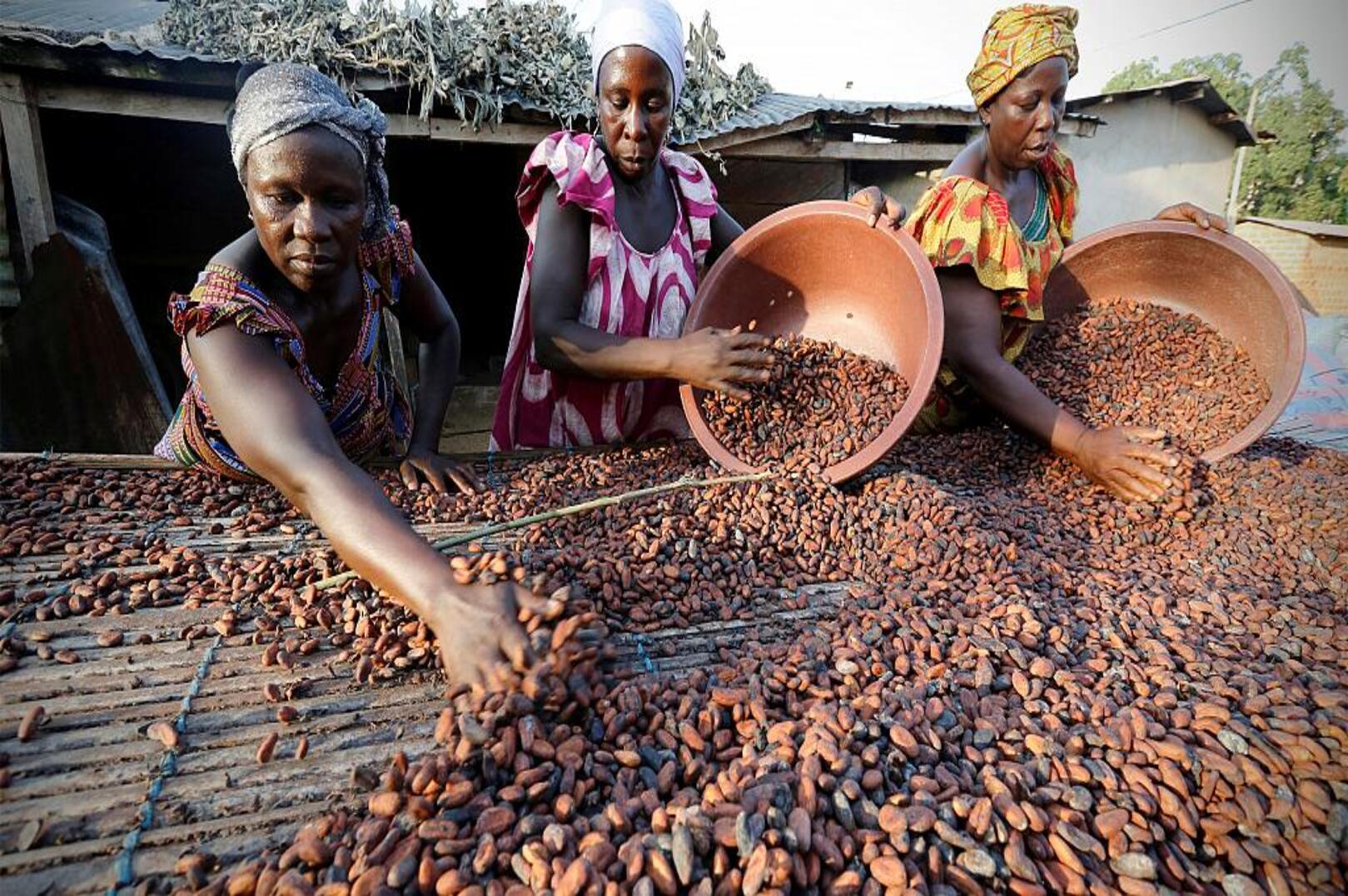 Ghana Opens Gulf Markets for Processed Cocoa in Push to Move Up the Value Chain